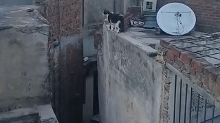 Cat walk on wall