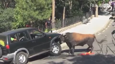 Funny animal video 😂😂😂