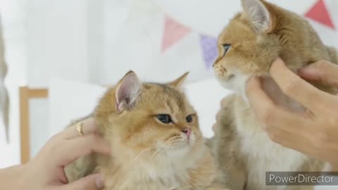 Cute cats || Honest Animals