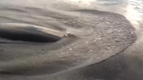 Orca chasing a small fishing boat in the middle of the ocean