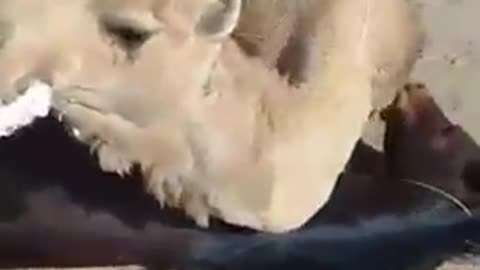 Huge fight between camel and poor horse.