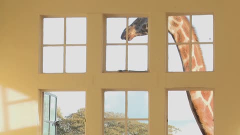 Giraffes stick their heads into the windows of an old mansion in Africa