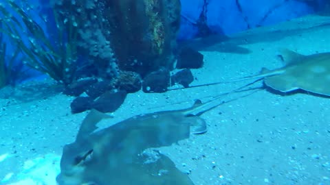 Stingray under the water