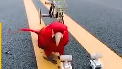 Smart Parrot Shows Off Its Incredible Skills