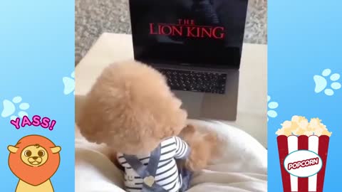 Puppy watching Lion King