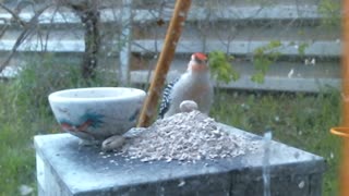 Male Redbelly Woodpecker