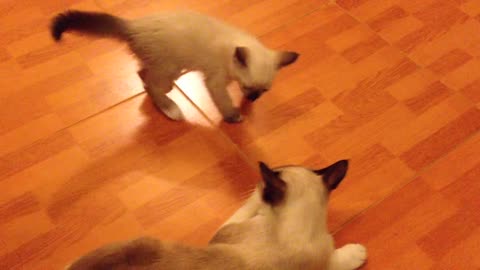 Baby cat playing with her mom