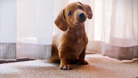 Cute puppy playing with the mirror