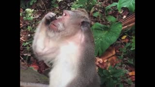 Monkey picks its nose
