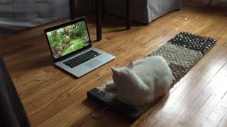 How to entertain your cat 3: Cat TV