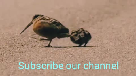 American woodcock show dance move to her children and they perfectly copy.