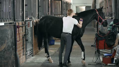 Side view of a horse standing in the stall being combed by its handler
