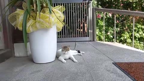 a cute white baby cat yawning