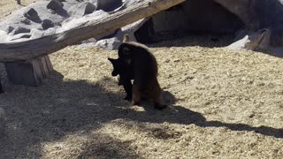 Two Bear Cubs Wrestling at Bear World