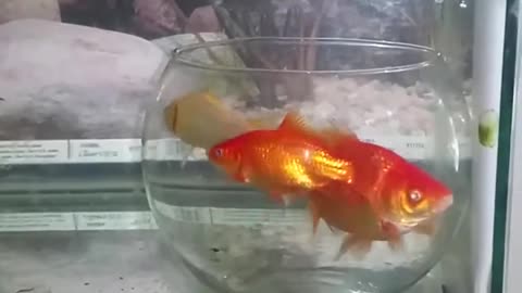 funny fish