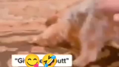 Give me your butt,😂 dog funny reaction