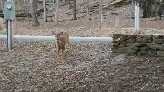A Conversation With a Deer