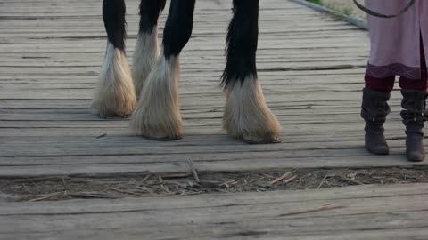 Close up fluffy hooves of walking horse. Unique breed of horse