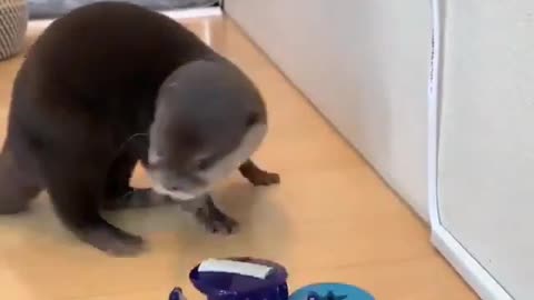 Funny otter play a new game.
