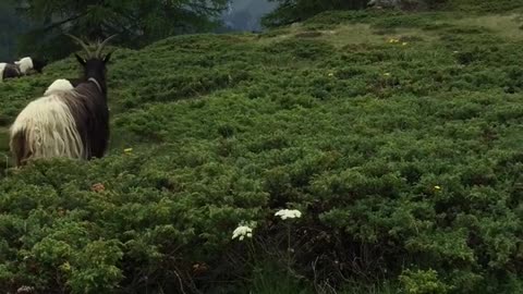 Goats in Zermatt