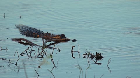 Gator Creeping Toward the Shore