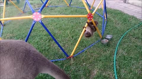 Baby Sloths Being Slothy Sloths FUNNIEST Compilation