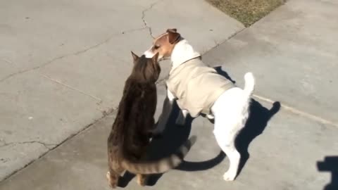 Angry cat vs dog fighting funny video 😹😹😹😹😹