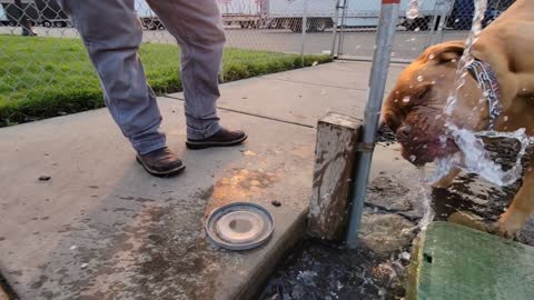 Dogue versus water stream