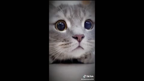 Cute Cat | Cute Pets Funny Animals Compilation #shorts #552