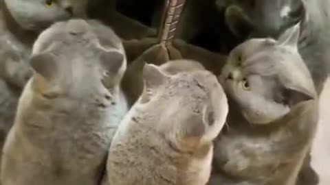 Cat Discover Optic Illusion