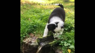 Dog Trying To Drink in The Garden