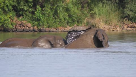Elephants mating in a lake at Pilanesberg in South Africa