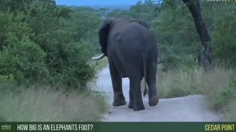 Very Large Elephant Bull
