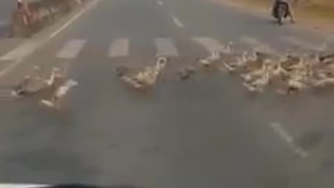 Duck Army - Quak Quak Quak... Any traffic rule for the Duck