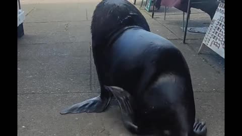 Sea Lion Wanders Through Market Street 😅