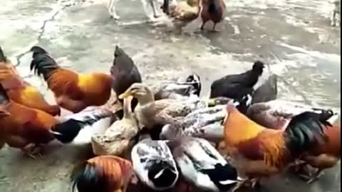 Chicken and Dog fight funny videos