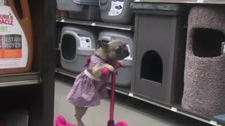 Dog Amazingly Balances And Rides A Scooter On Her Own