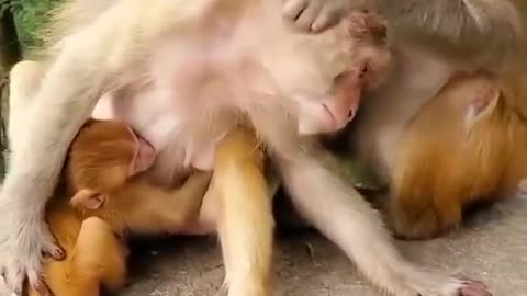 monkey family very adorable