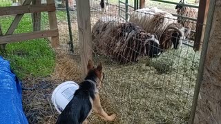 Chevy vs Sheep