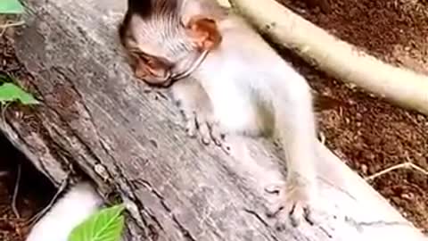 wacht amazing dog saves traped monkey