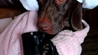 Dog sits with towel around head with mug of coffee