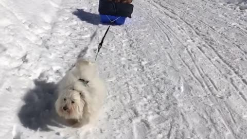 Determined little doggy pulls Pomeranians in dog sled