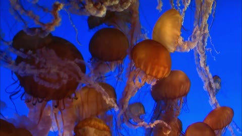 Satisfying scene of a bunch of giant golden jellyfish | Amazing Ocean Discoveries