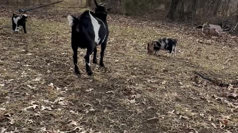 Pig Retaliate Against Goat's Bullying