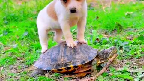 Cute puppy on turtle's back.