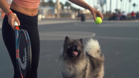 Dog Fan Of Tennis Balls Gets To Chase Them To His Heart's Content