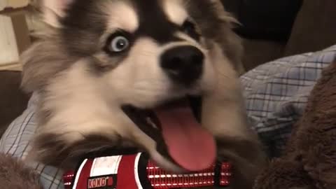 Siberian husky puppy red harness confused by closing hand