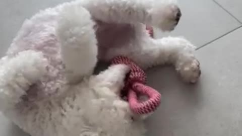 Bichon Frise -Playing alone