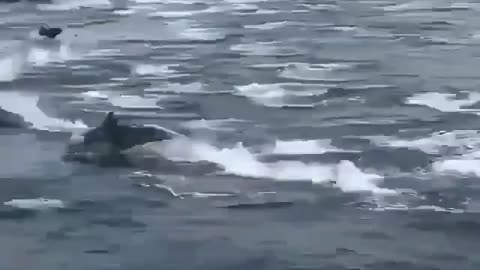 Dolphins Jumping