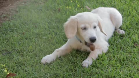 Cute Dog Playing ........!